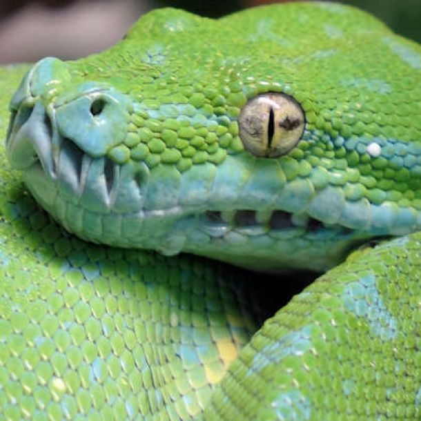 Cartier is a four year old male of a Green Tree Python