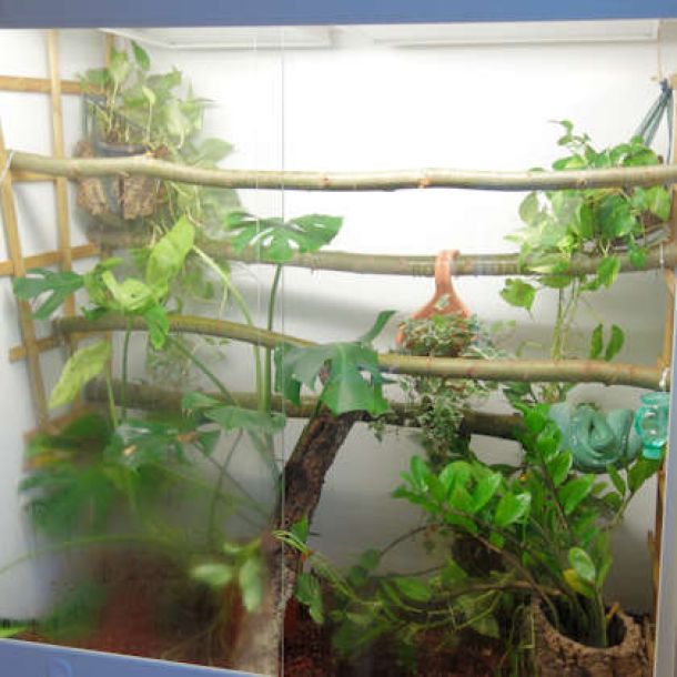 High Terrarium a possibility for the Green tree python