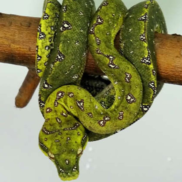 Morelia viridis is on the list of species to be protected