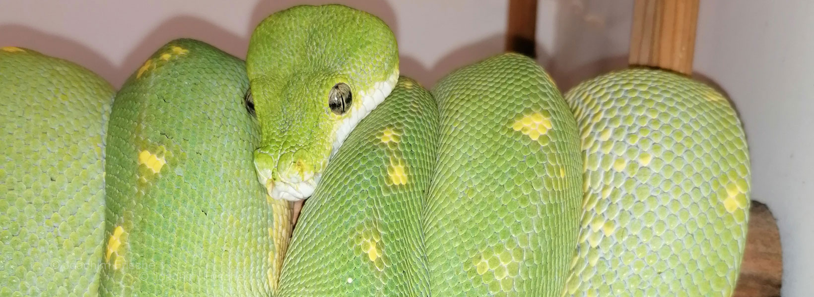 Cassiopea