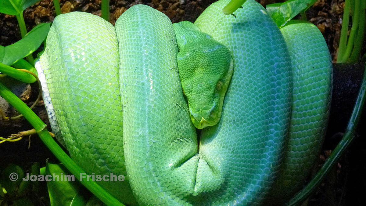 Morelia viridis